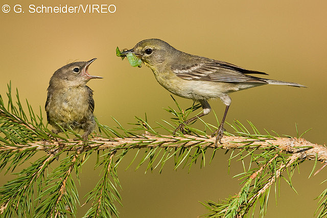 Pine Warbler s82-1-029.jpg